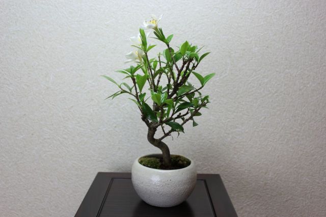 クチナシ（一重ミナリクチナシ）,苔,苔玉,ミニ盆栽,盆栽通販,