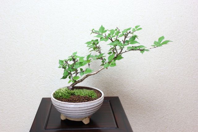 富士桜,苔,苔玉,ミニ盆栽,盆栽通販,