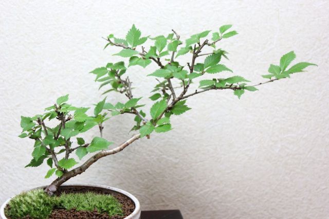 富士桜,苔,苔玉,ミニ盆栽,盆栽通販,
