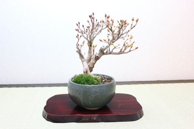 ツクモドウダンツツジ,苔,苔玉,ミニ盆栽,盆栽通販,