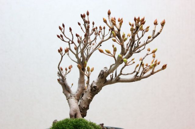 ツクモドウダンツツジ,苔,苔玉,ミニ盆栽,盆栽通販,