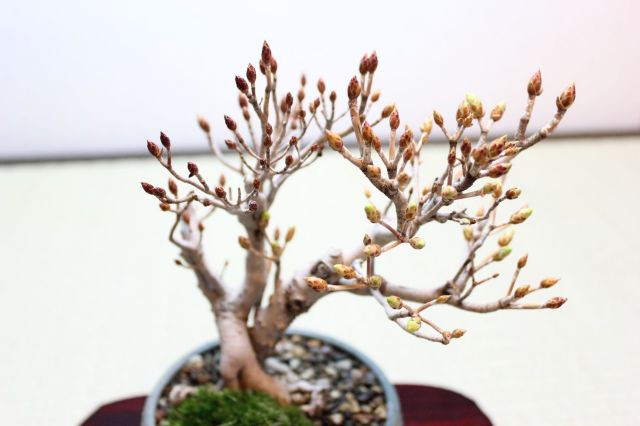 ツクモドウダンツツジ,苔,苔玉,ミニ盆栽,盆栽通販,