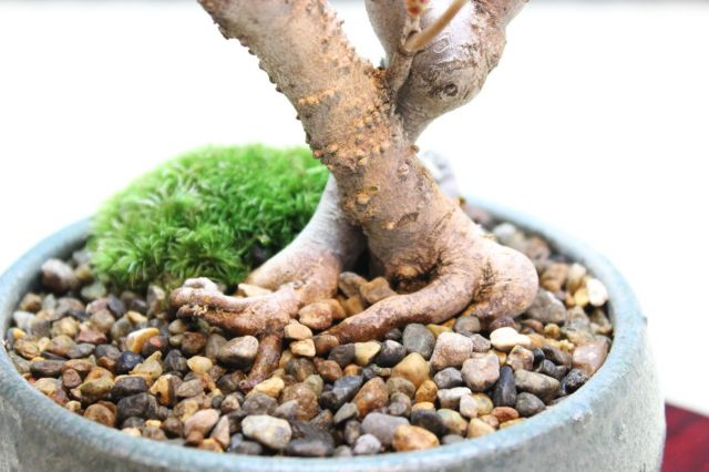 ツクモドウダンツツジ