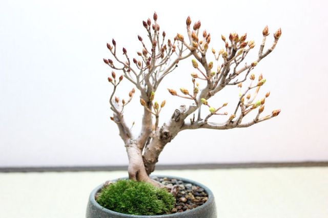 ツクモドウダンツツジ 盆栽 ツクモドウダンツツジ - Collection : コレクション - NEO GREEN