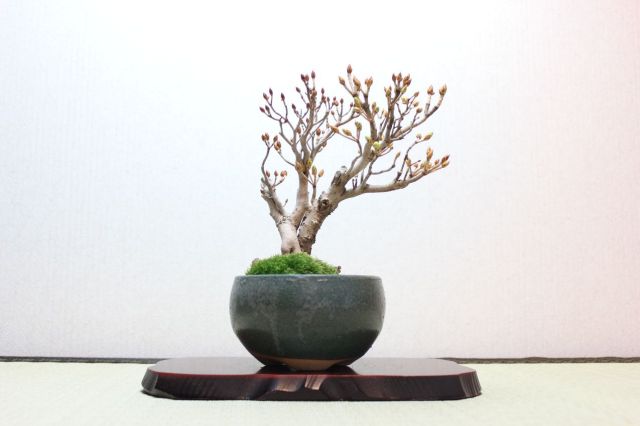 ツクモドウダンツツジ