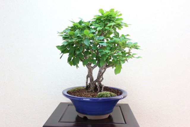 ツクモドウダンツツジ