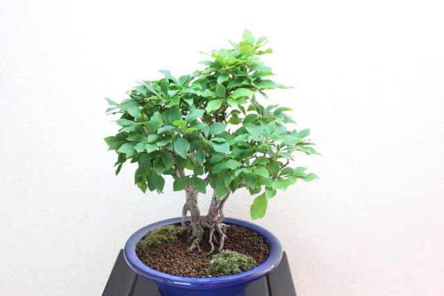 ツクモドウダンツツジ