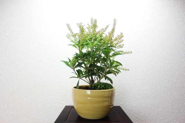 屋久島アセビ(白花),苔,苔玉,ミニ盆栽,盆栽通販,