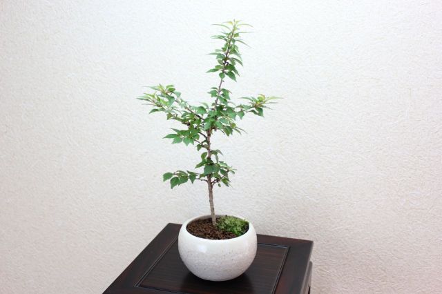 富士桜八房,苔,苔玉,ミニ盆栽,盆栽通販,
