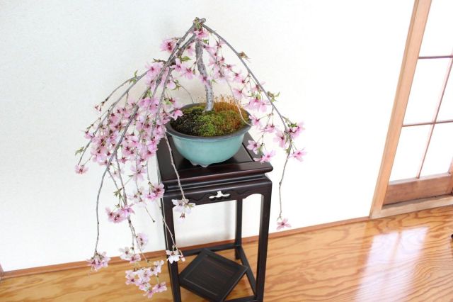 お盆セール　美品　らでんしだれ桜　文庫 お盆 木製 小判盆 桜 39cm トレー すかし彫り 切り抜き模様 13寸