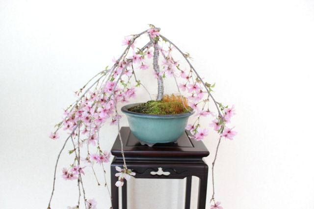 お盆セール　美品　らでんしだれ桜　文庫 お盆セール 美品 らでんしだれ桜 文庫 お盆セール 桜皮細工