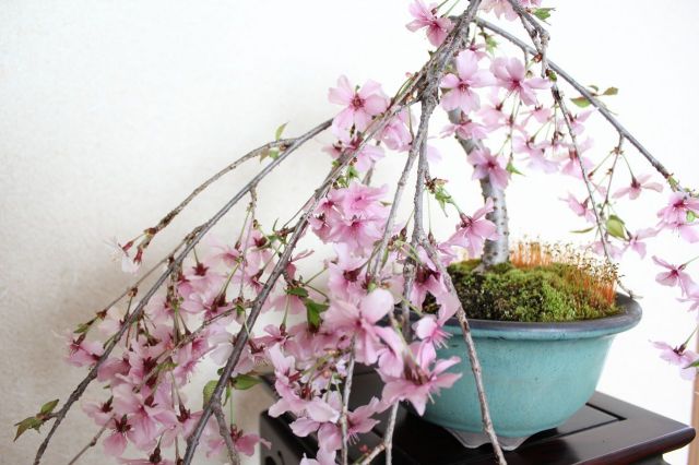 お盆セール　美品　らでんしだれ桜　文庫 ミニ盆栽：御殿場桜(国産輪花藍色鉢）*(2025年春開花予定)Sakura