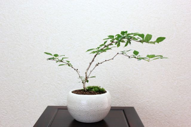 盆景　富士に龍　石置物　904g 幅約19.5㎝　東さ7-0617① 盆景 富士に龍 石置物 904g 幅約19.5㎝ 東さ7-0617① 工芸