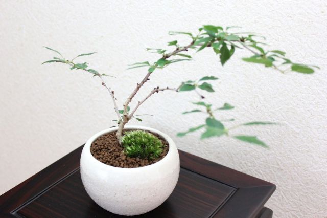 富士桜雲竜