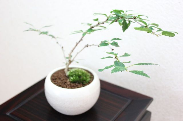 富士桜雲竜,苔,苔玉,ミニ盆栽,盆栽通販,