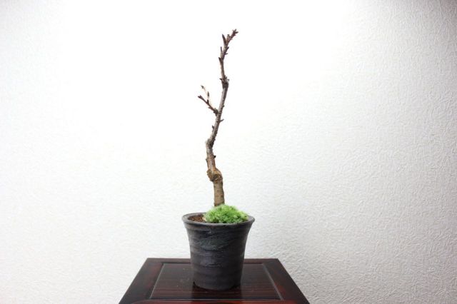 旭山桜,苔,苔玉,ミニ盆栽,盆栽通販,