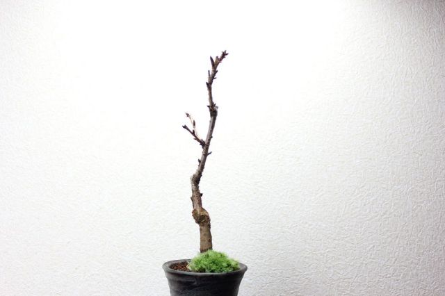 旭山桜,苔,苔玉,ミニ盆栽,盆栽通販,