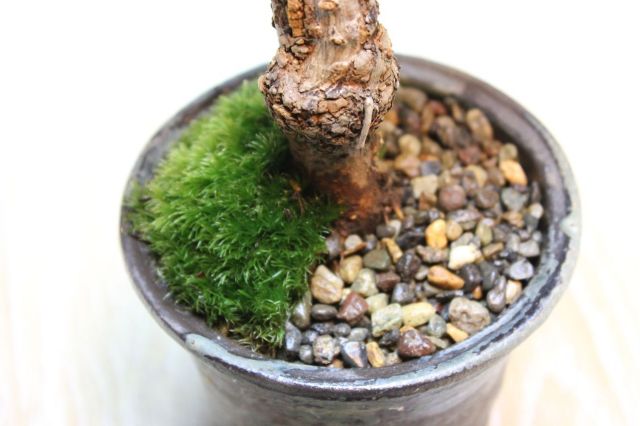旭山桜(一才桜),苔,苔玉,ミニ盆栽,盆栽通販,