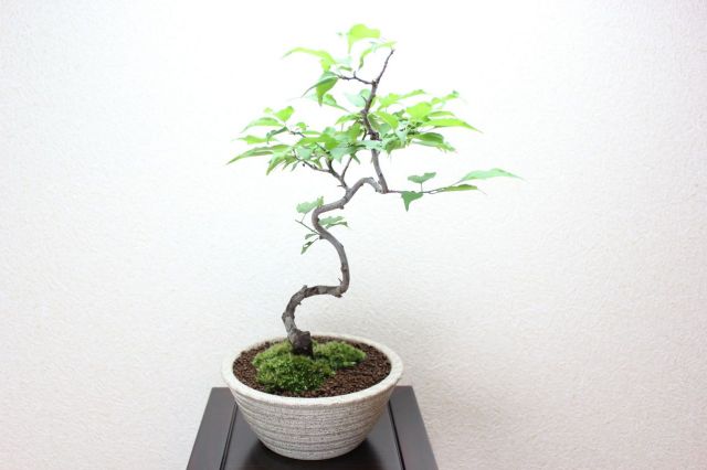 梅,苔,苔玉,ミニ盆栽,盆栽通販,