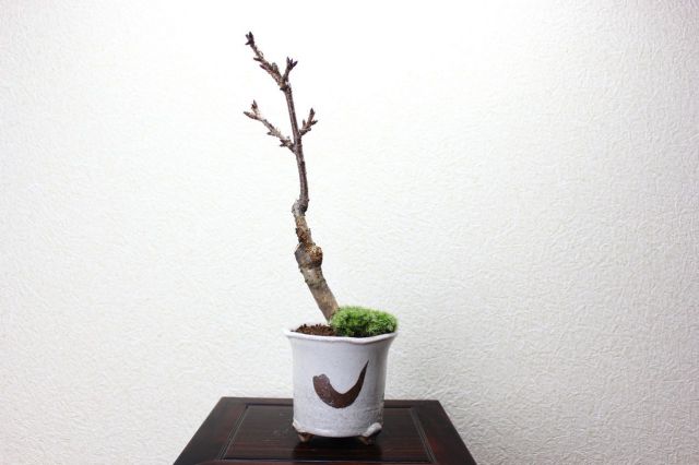 旭山桜,苔,苔玉,ミニ盆栽,盆栽通販,