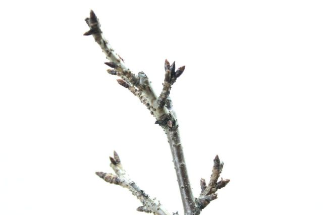旭山桜,苔,苔玉,ミニ盆栽,盆栽通販,