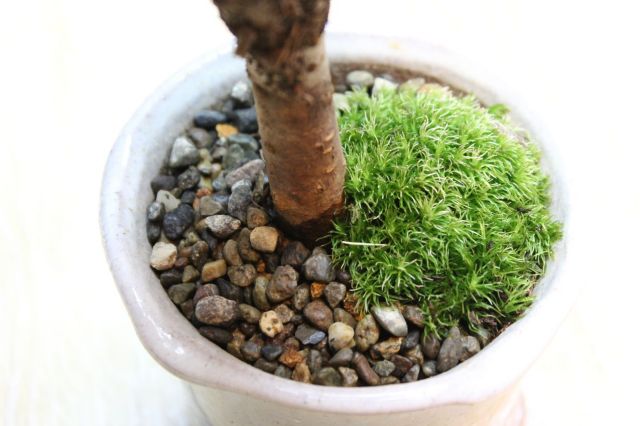 旭山桜(一才桜),苔,苔玉,ミニ盆栽,盆栽通販,