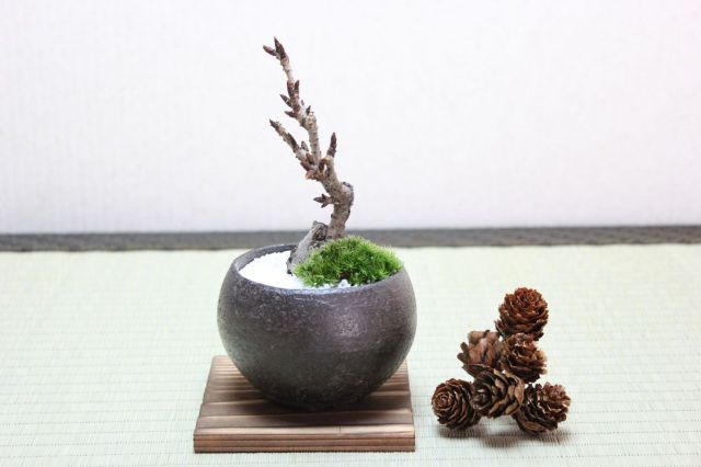 旭山桜(一才桜),苔,苔玉,ミニ盆栽,盆栽通販,