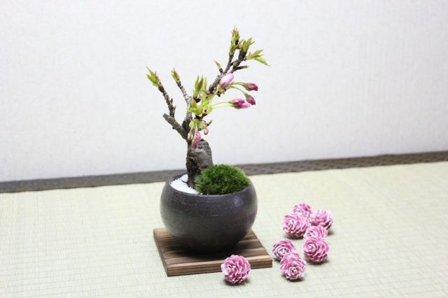 旭山桜(一才桜)