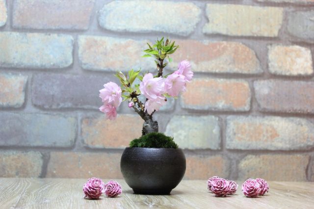 旭山桜(一才桜)