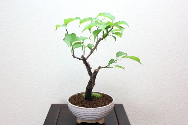 梅,苔,苔玉,ミニ盆栽,盆栽通販,