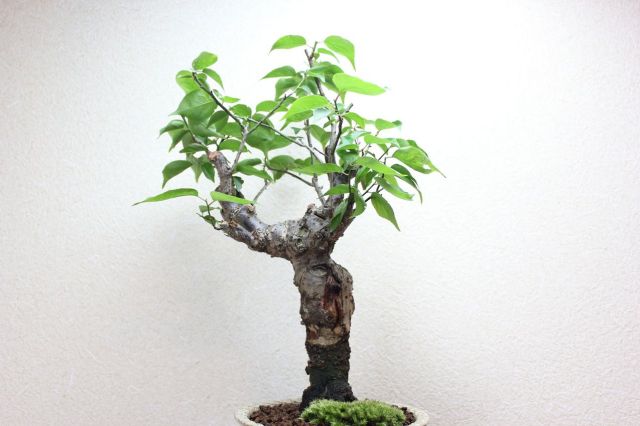 梅,苔,苔玉,ミニ盆栽,盆栽通販,