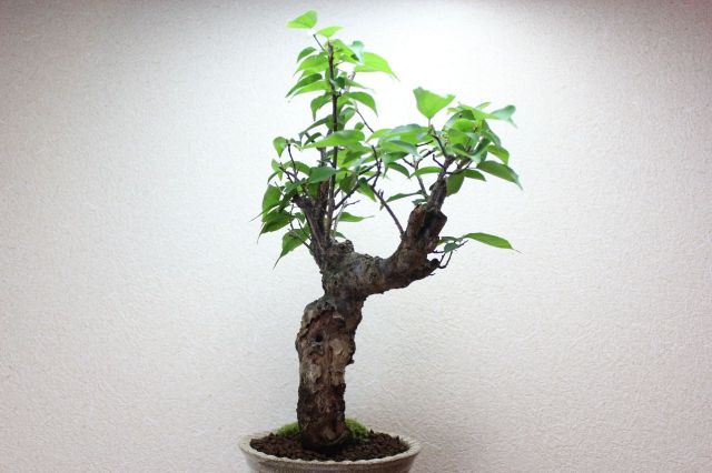 梅,苔,苔玉,ミニ盆栽,盆栽通販,