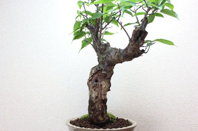 梅,苔,苔玉,ミニ盆栽,盆栽通販,