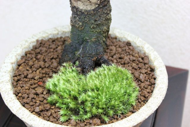梅,苔,苔玉,ミニ盆栽,盆栽通販,
