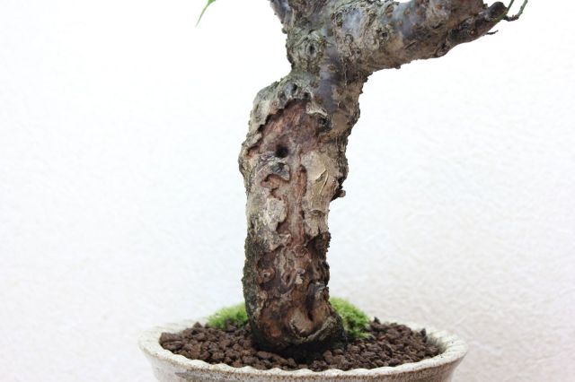 梅,苔,苔玉,ミニ盆栽,盆栽通販,