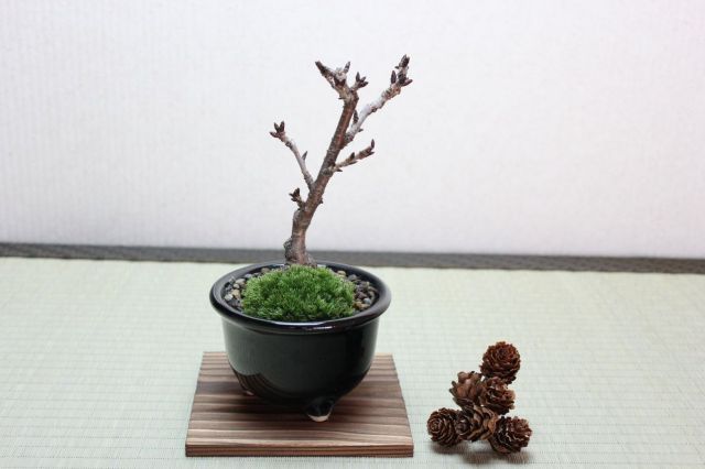 旭山桜(一才桜),苔,苔玉,ミニ盆栽,盆栽通販,
