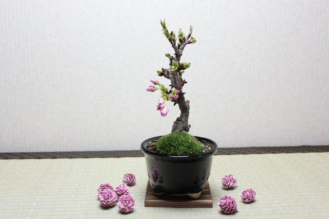 旭山桜(一才桜),苔,苔玉,ミニ盆栽,盆栽通販,