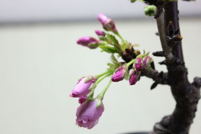 旭山桜(一才桜),苔,苔玉,ミニ盆栽,盆栽通販,