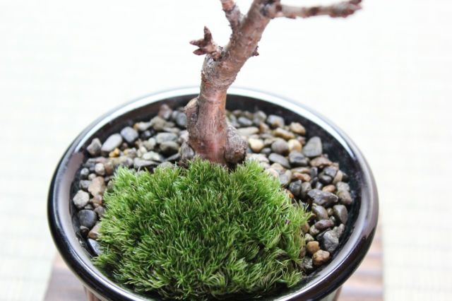 旭山桜(一才桜),苔,苔玉,ミニ盆栽,盆栽通販,