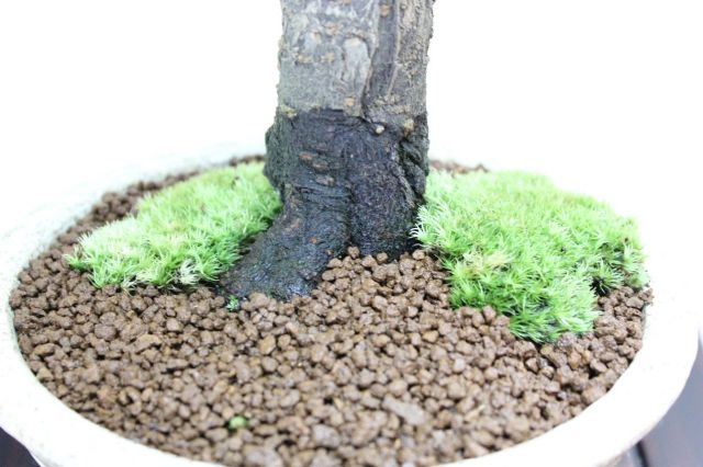 梅,苔,苔玉,ミニ盆栽,盆栽通販,