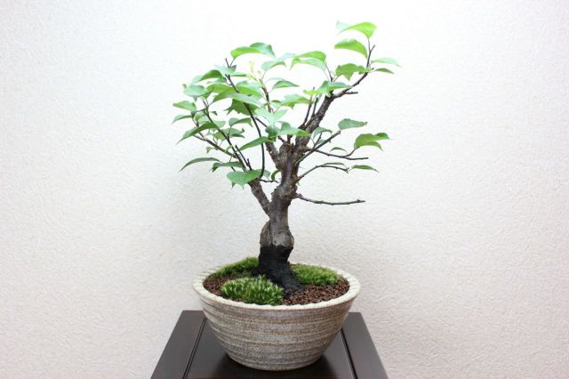 梅,苔,苔玉,ミニ盆栽,盆栽通販,