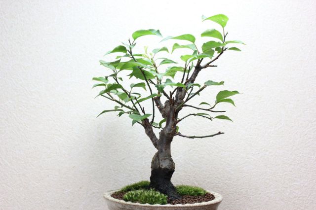 梅,苔,苔玉,ミニ盆栽,盆栽通販,