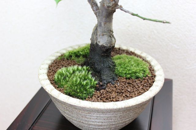 梅,苔,苔玉,ミニ盆栽,盆栽通販,