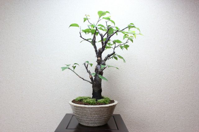 梅,苔,苔玉,ミニ盆栽,盆栽通販,