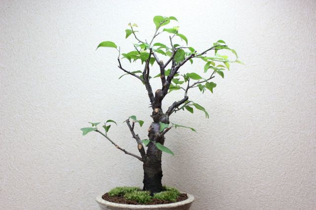 梅,苔,苔玉,ミニ盆栽,盆栽通販,