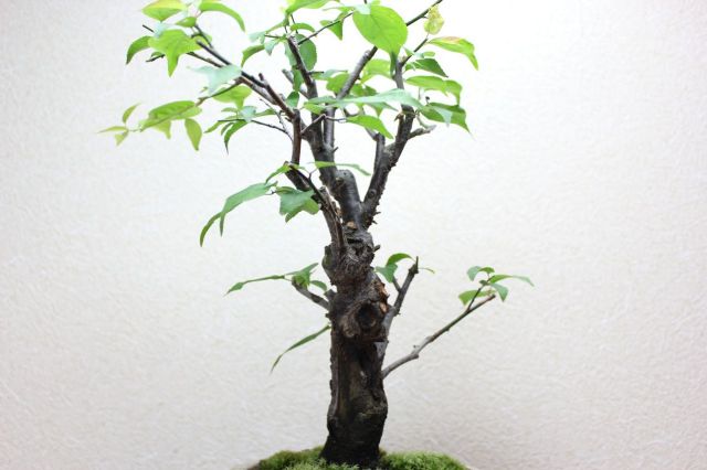 梅,苔,苔玉,ミニ盆栽,盆栽通販,