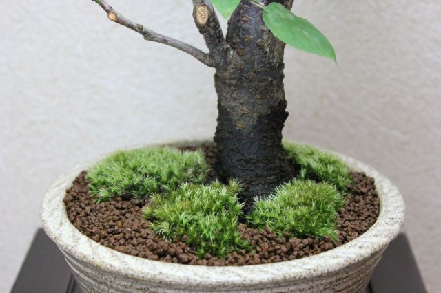 梅,苔,苔玉,ミニ盆栽,盆栽通販,