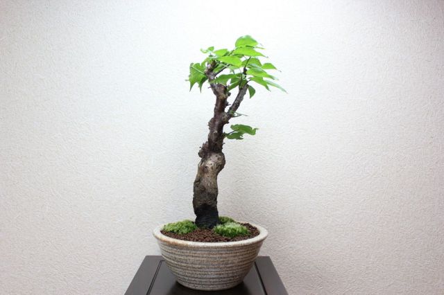 梅,苔,苔玉,ミニ盆栽,盆栽通販,