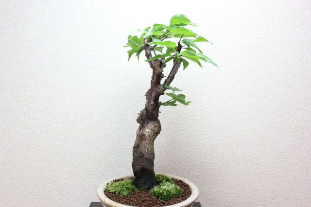 梅,苔,苔玉,ミニ盆栽,盆栽通販,
