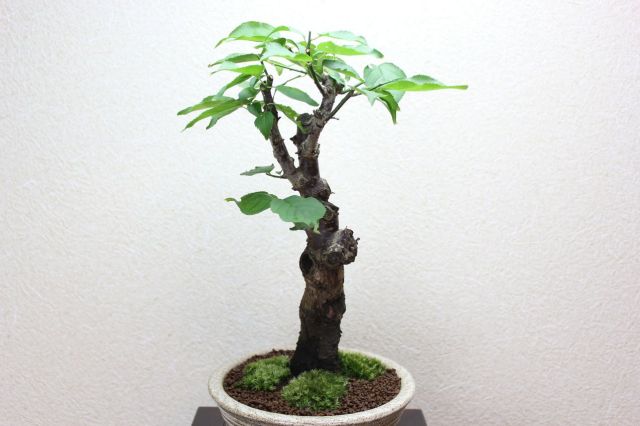 梅,苔,苔玉,ミニ盆栽,盆栽通販,